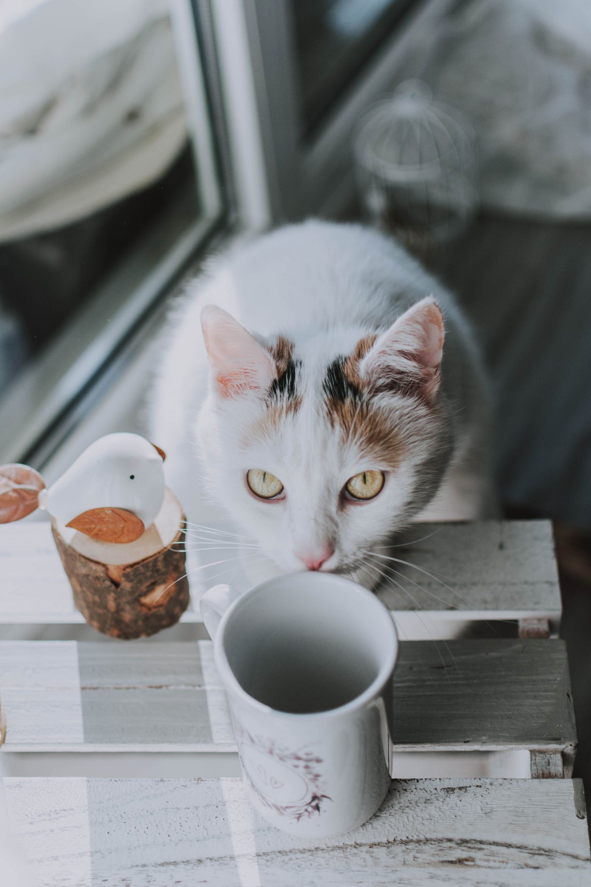 Mugs, gobelets & gourdes